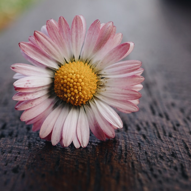 fleur de marguerite