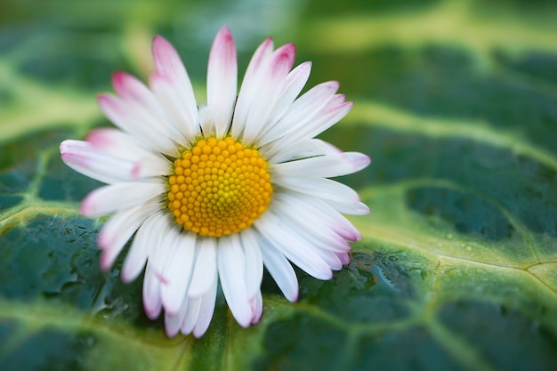 fleur de marguerite