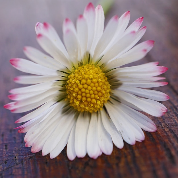 fleur de marguerite