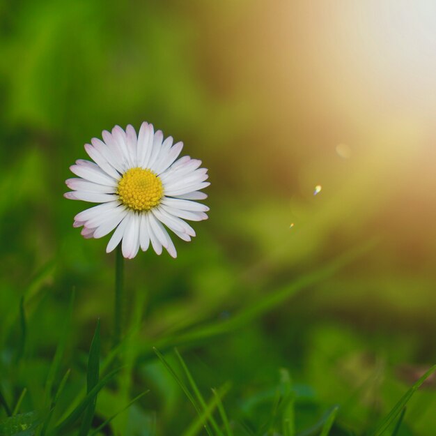 fleur de marguerite