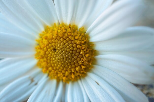 Fleur de marguerite