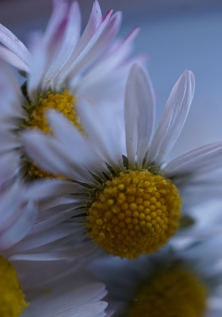 la fleur de marguerite