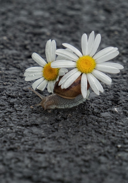 la fleur de marguerite