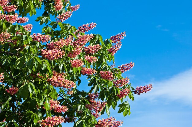 Fleur de marronnier d'Inde