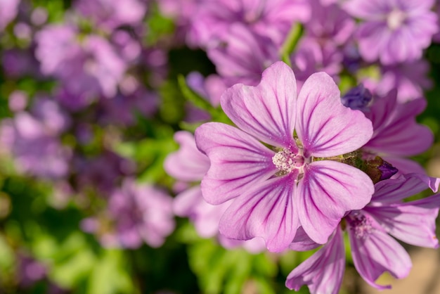 Fleur Mauve Commune Violette Fond Botanique Floral Naturel
