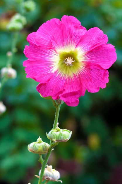 Fleur de mauve rose bouchent