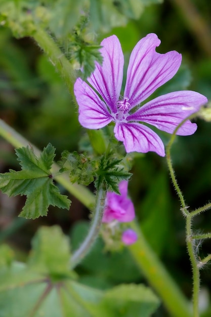 Photo une fleur de mauve