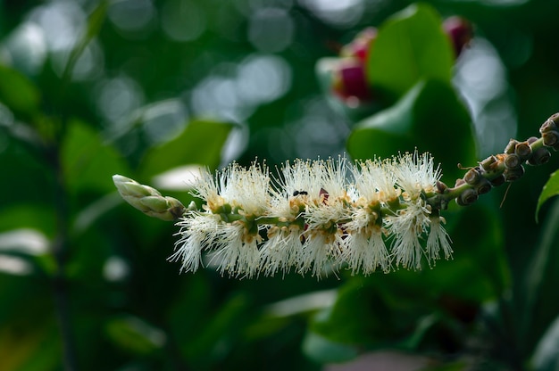 Fleur de Melaleuca cajuputi, communément appelée cajuput