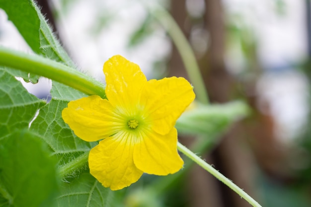 Fleur de melon dans le jardin