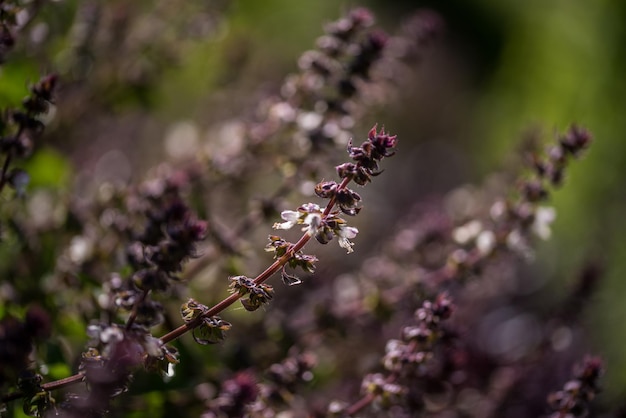 Fleur de menthe verte