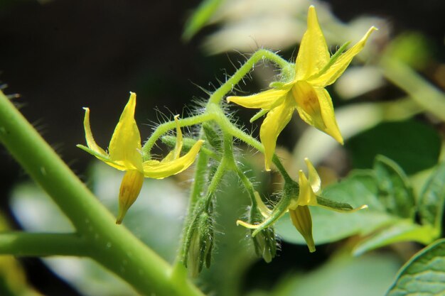 Fleur de mini tomates cultivées dans le potager