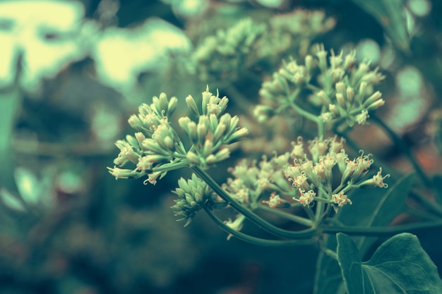 Fleur de mise au point douce en fleurs