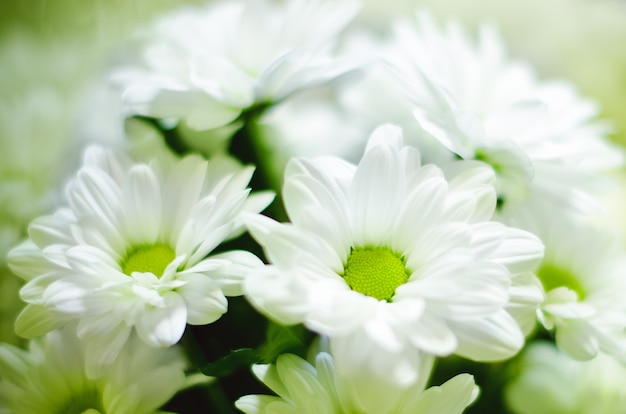 Fleur de mise au point douce sur le fond de la nature