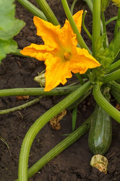 Fleur de moelle végétale et jeune poussant sur une plante et une fleur de courgette de brousse