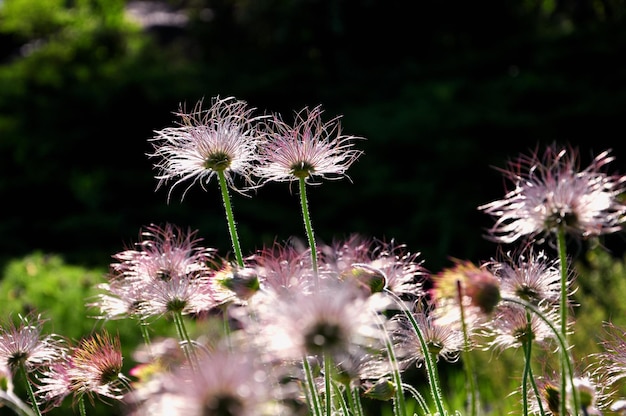 Fleur moelleuse dans les rayons du soleil couchant sur fond sombre