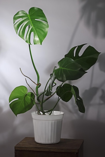 Fleur de Monstera deliciosa avec de grandes feuilles dans un pot de fleurs près du mur