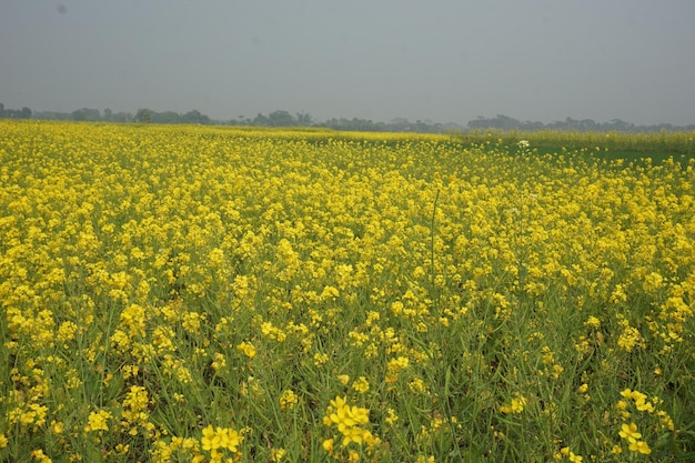 fleur de moutarde au Bangladesh