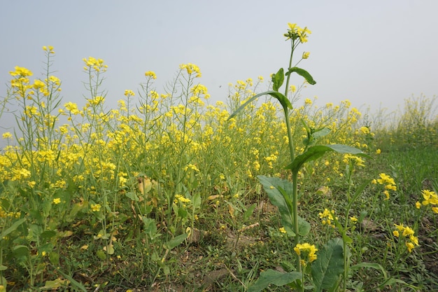 fleur de moutarde au Bangladesh