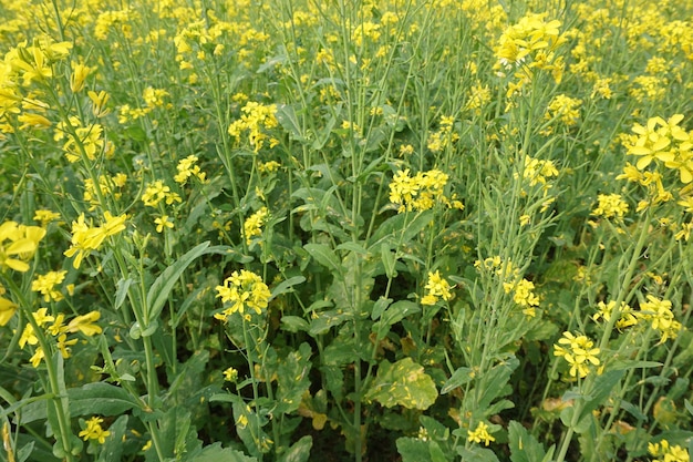 fleur de moutarde au Bangladesh