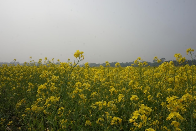 fleur de moutarde au Bangladesh