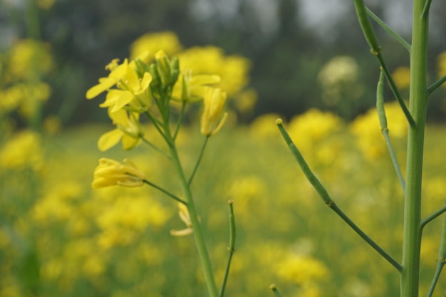 fleur de moutarde au Bangladesh