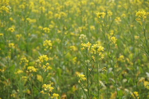 fleur de moutarde au Bangladesh