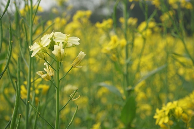 fleur de moutarde au Bangladesh