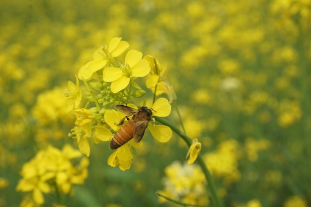 fleur de moutarde au Bangladesh