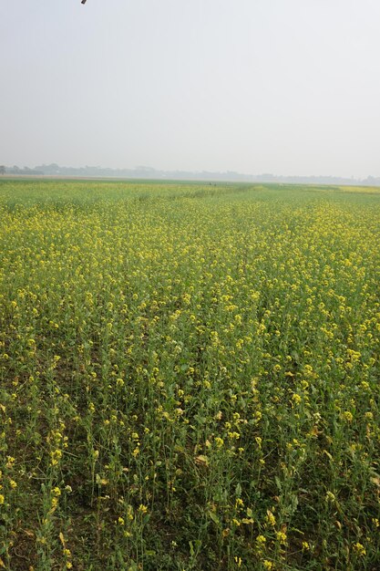 fleur de moutarde au Bangladesh