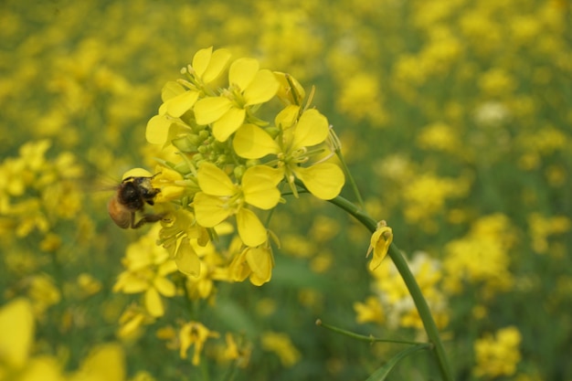 fleur de moutarde au Bangladesh