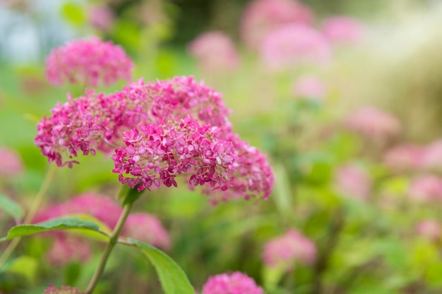 Fleur de mouton hortensia rose floraison arbre hortensia hortensia arborescens ou candybelle bubblegum je