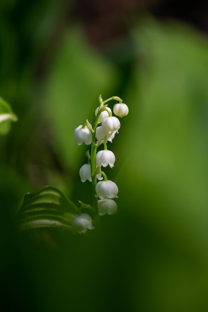 Fleur de muguet blanc sur fond vert au printemps macro photographie