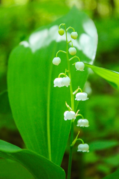 Fleur de muguet dans la forêt au printemps en gros plan