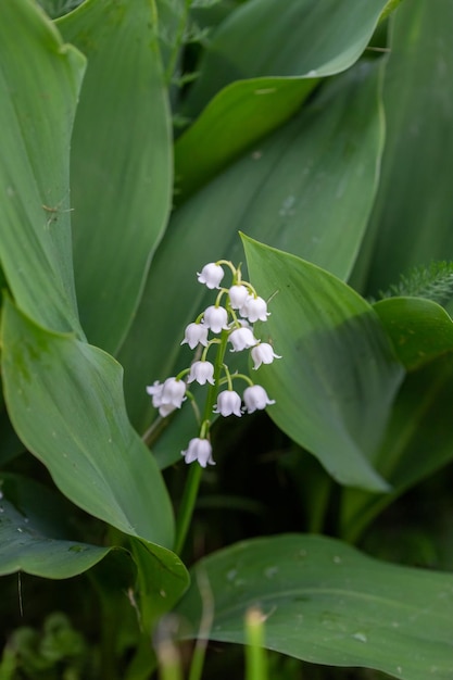 Fleur de muguet, fleur de printemps qui fleurit dans le jardin. Contexte écologique