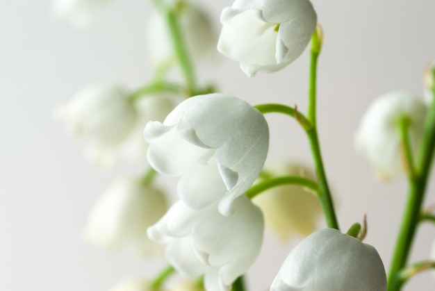 fleur de muguet macro photographie