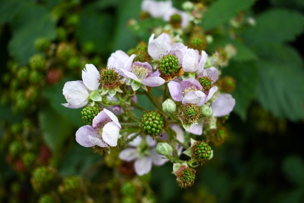 Fleur de mûre