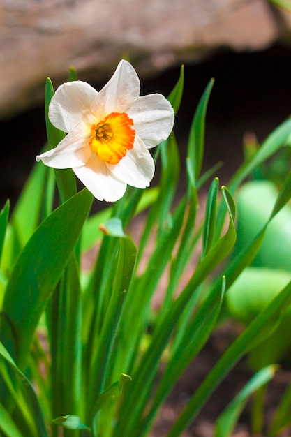 Fleur de narcisse au printemps