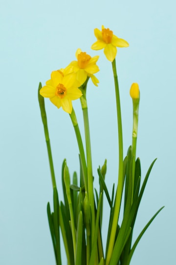 Fleur De Narcisse Sur Bleu. Concept Floral | Photo Premium