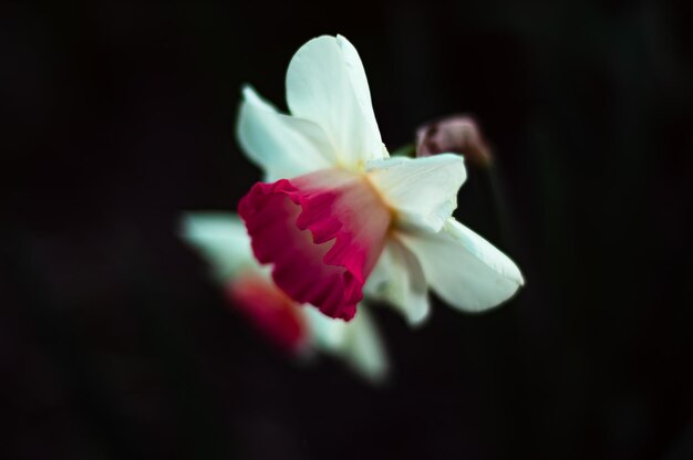 Photo fleur de narcisse avec centre rouge et blanc