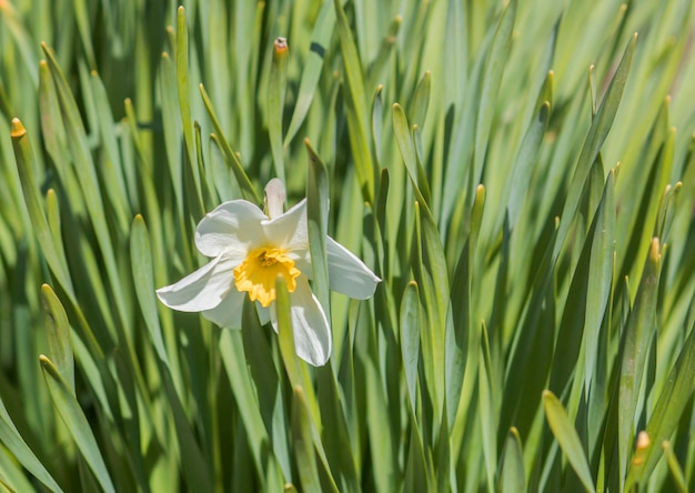 Fleur de narcisse de fond sur un fond de feuilles vertes