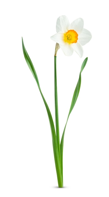 Fleur de narcisse isolée unique sur fond blanc avec un tracé de détourage