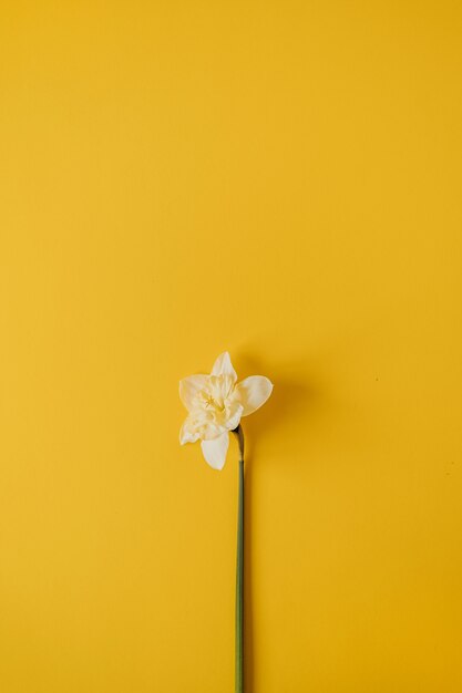 Une fleur de narcisse jaune sur jaune