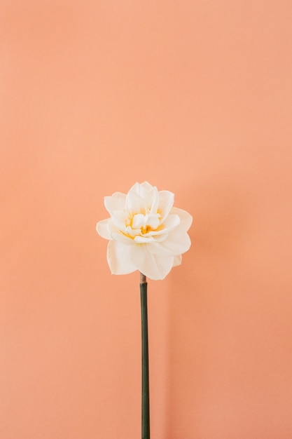 Une fleur de narcisse sur pêche corail