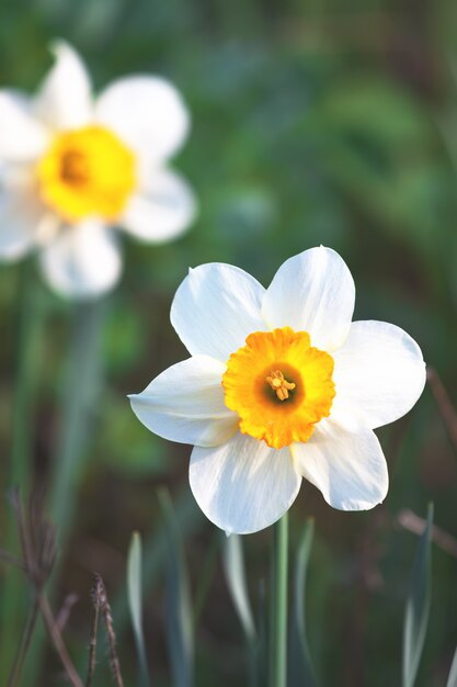 Fleur de narcisse de printemps dans le jardin