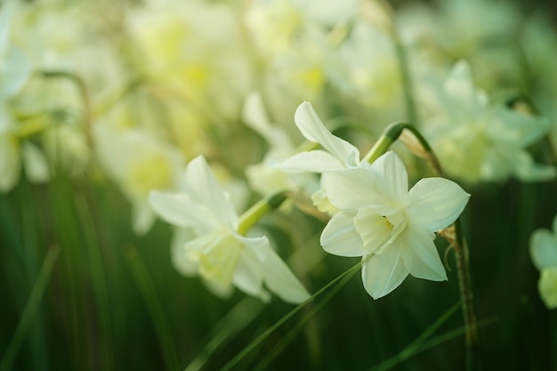 Fleur de narcisse.