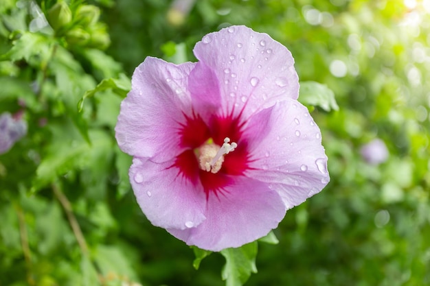 Photo fleur nationale coréenne au nom rose de sharon ou fleur de mugunghwa