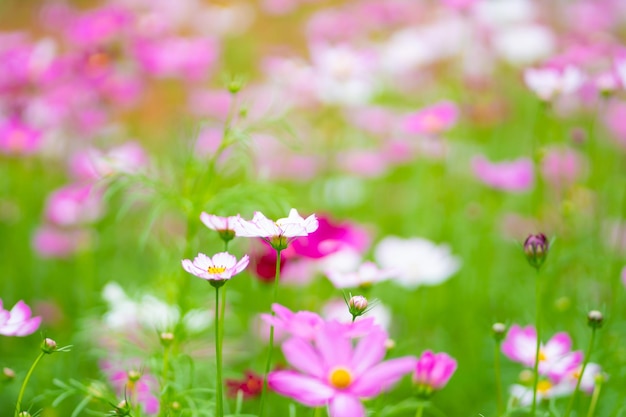 fleur de la nature dans le pré