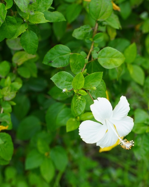 Fleur naturelle blanche