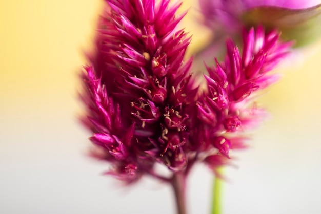 Fleur naturelle avec effet flou