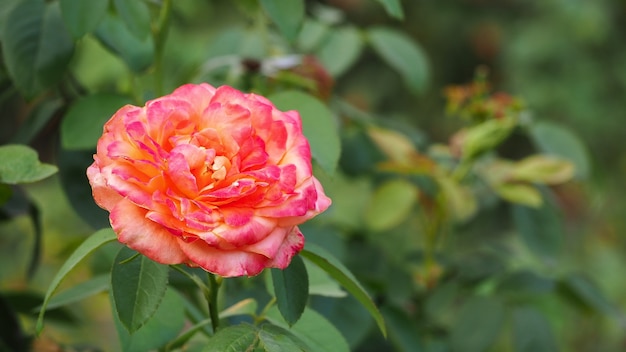 Fleur naturelle, feuilles violettes, roses et vertes avec flou fond de printemps ou d&#39;été de bokeh